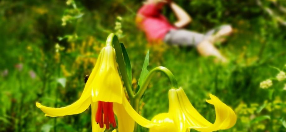 VIII Фестивал на дивите цветя в Родопите