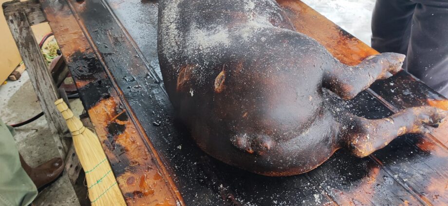 Втори кулинарен фестивал "Да заколим прасето, да изпием винцето" в с. Хвойна